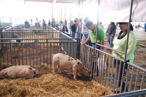 Beeman Hollow Farm photo 27