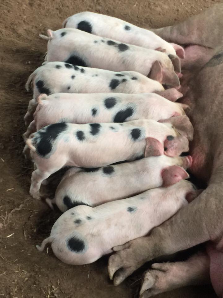 Beeman Hollow Farm photo 24